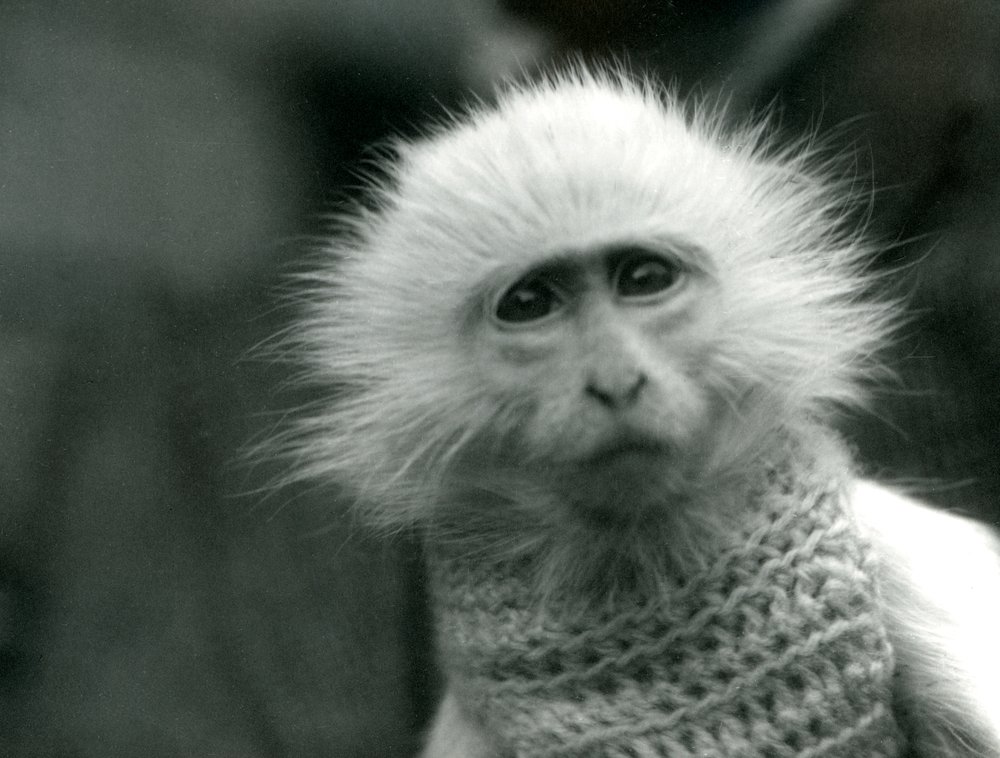An albino Old World Monkey, genus Ceropithecus, wearing a sweater